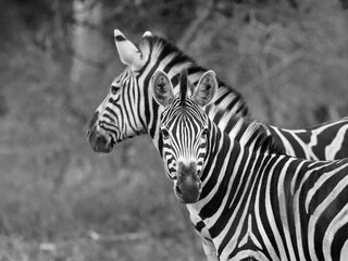 Fototapeta premium two zebras black and white taken in south africa
