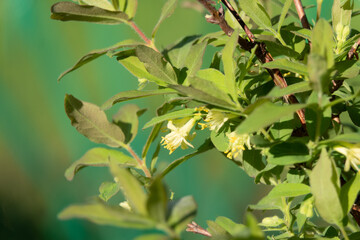 Honeysuckle in garden soft focus. Flowers Lonicera Sempervirens, common names common honeysuckle, European honeysuckle or woodbine.
