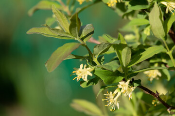 Honeysuckle in garden soft focus. Flowers Lonicera Sempervirens, common names common honeysuckle, European honeysuckle or woodbine.