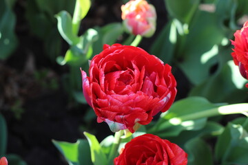 Spring flowers, tulips, nature