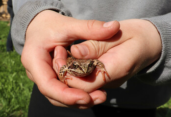 Obraz premium The child is holding a close-up of the frog