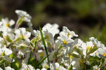 Flowering of daisies. Oxeye daisy, Leucanthemum vulgare, Daisies, Dox-eye, Common daisy, Dog daisy, Moon daisy. Gardening concept