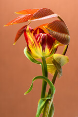 spring tulips and foliage on a dark beige background.