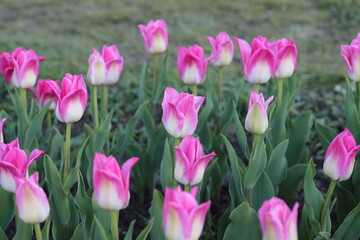 Spring flowers, tulips, nature