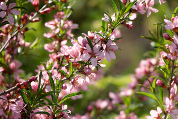 Flowering almond family Rosaceae in the Apothecary garden summer background