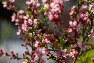 Flowering almond family Rosaceae in the Apothecary garden summer background