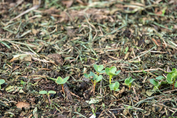 A lot of small radish plants with symmetrically placed water drops on the green leaves, growing in soil in April, springtime gardening, close-up