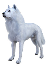 3D Rendering Arctic Wolf on White