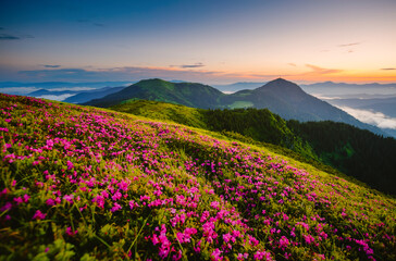 Summer scene with flowering hills illuminated by the sunset.