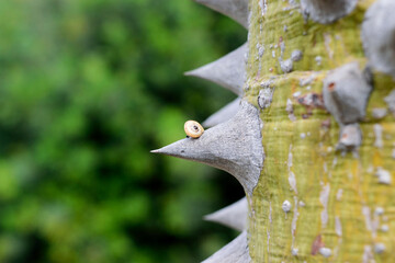 Huge skewer of a Ceiba Speciosa with a small snail.