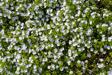 Obraz na płótnie Canvas Flowering of daisies. Oxeye daisy, Leucanthemum vulgare, Daisies, Dox-eye, Common daisy, Dog daisy, Moon daisy. Gardening concept