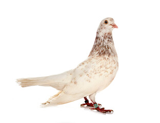oriental roller in studio
