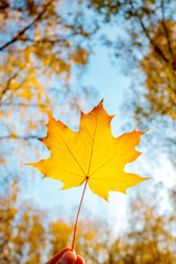 Obraz premium Yellow maple leaf in a man hand against a background of autumn forest.