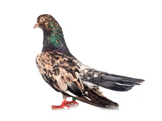 oriental roller in studio