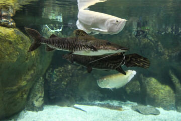 Pseudoplatystoma tigrinum fish, the tiger sorubim long whiskered catfish and other fish in the...