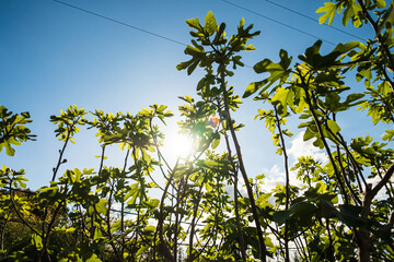 Fototapete bei efototapeten.de bestellen   