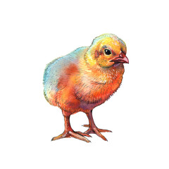 chicken drawing by watercolor isolated on white background