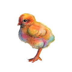 chicken drawing by watercolor isolated on white background