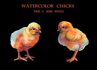 two chickens painted in watercolor isolated on black background