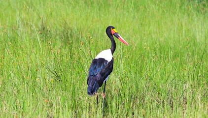 A saddle-billed yabiru with a bright red beak. African stork stands in the green grass. National park in Africa. Exotic bird. For wallpaper, background and postcards.