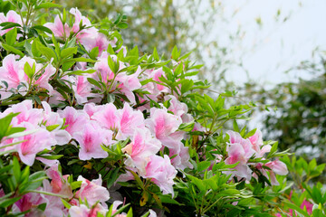 Naklejka premium 満開に咲くピンク色の可愛いヤマツツジ