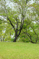 美しい芝生と森林浴