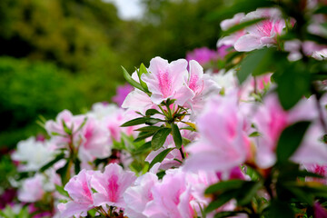 薄ピンク色の綺麗なヤマツツジ