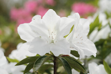 真っ白で美しいツツジの花
