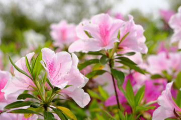 元気に成長するツツジ