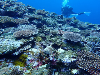 ダイバーと沖縄の海の珊瑚礁