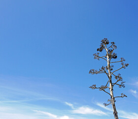 bei rami di araucaria contro il cielo