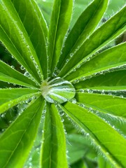 Fototapeta na wymiar leaf with droplets