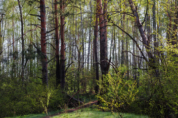Section of mixed pines and birches forest in spring morning