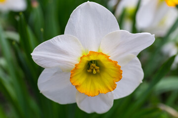 Narcissus flower with white petals and yellow cup-shaped corona