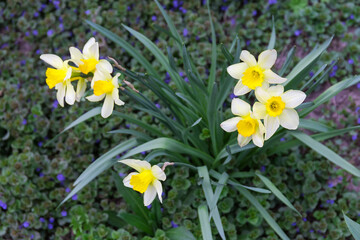 Cultivated narcissus bush with yellow flowers, top view