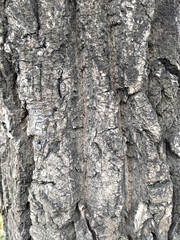 background brown pine tree bark