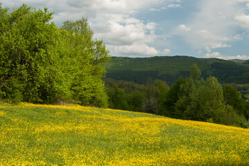 Meadow with yellow blooming spring flowers landscape