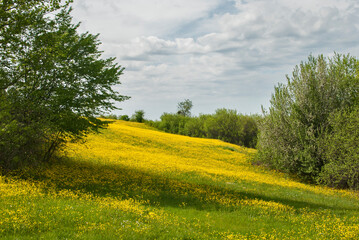Obraz premium Meadow with yellow blooming spring flowers landscape