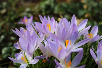 Blumenkrone