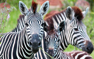 Fototapeta na wymiar Three African zebras. Monochrome animal in the savannah. Exotic animals. For wallpaper, background and postcards.