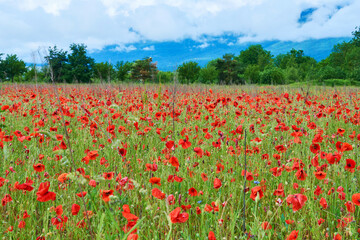 Rural view in Switzerland