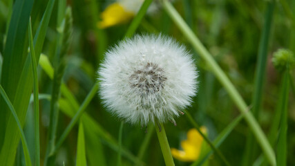 Close-up of a dandelion seedhead in a field with all of its seeds still attached