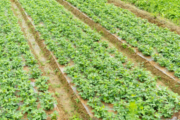 Obraz premium rows of planted vegetable in a village