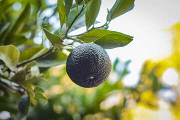 Lime fruits on a tree branch between green leaves