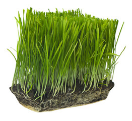 Green grass isolated on white background.