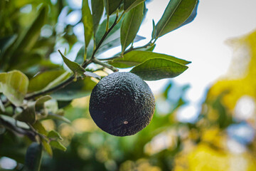 Lime fruits on a tree branch between green leaves