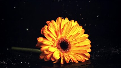 Super slow motion water droplets drip on the yellow flower gerbera. On a black background. Filmed on a high-speed camera at 1000 fps. - Powered by Adobe