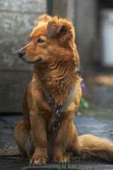 Собака рыжая
