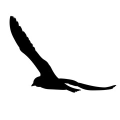 vector, isolated, bird flying silhouette