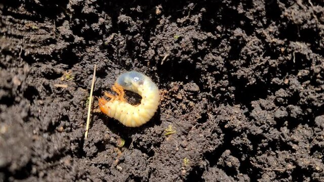 Close up of chafer beetle larvae grubs in the soil. The larva of a chafer beetle, sometimes known as the May beetle, June bug or June Beetle.